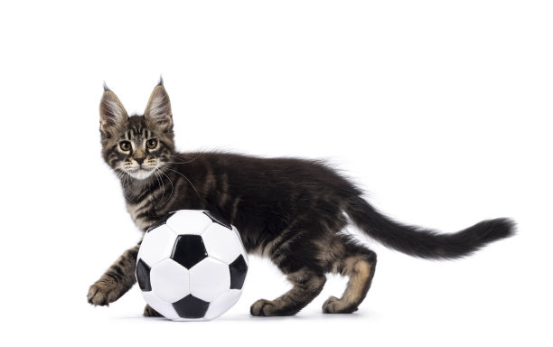 缅因猫小猫在白色的背景图片下载