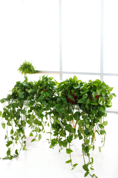 办公室里的盆栽植物图片下载