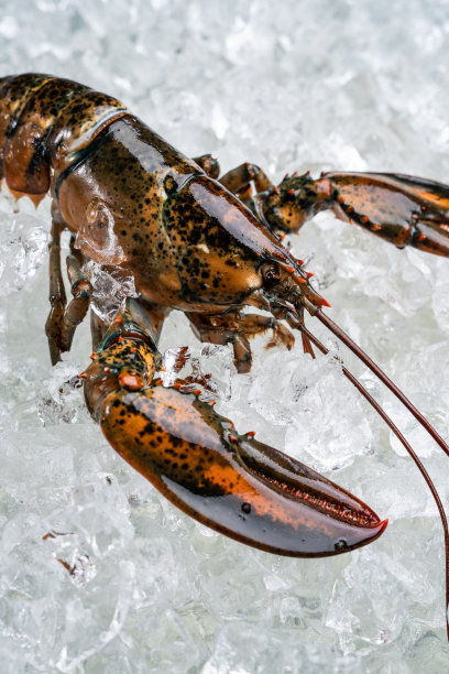 龙虾图片下载