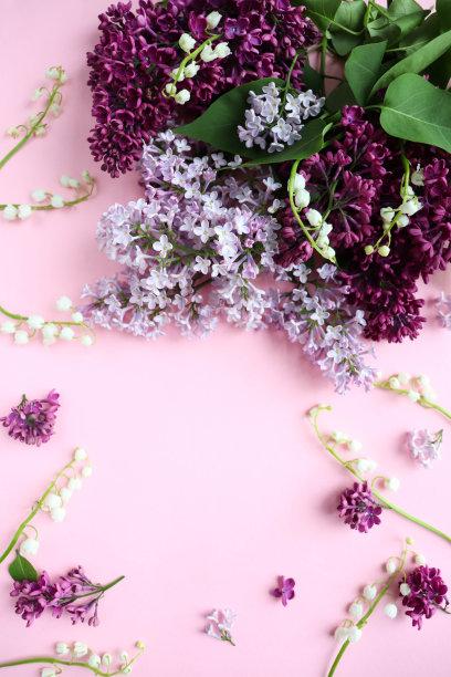 春天的背景。丁香枝的花架图片下载