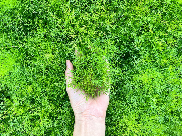 拯救环境的手，地球日图片下载