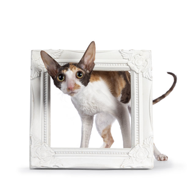 康沃尔雷克斯白色背景图片下载