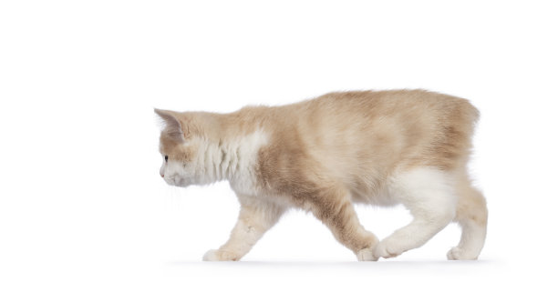 马恩岛猫小猫在白色的背景图片下载
