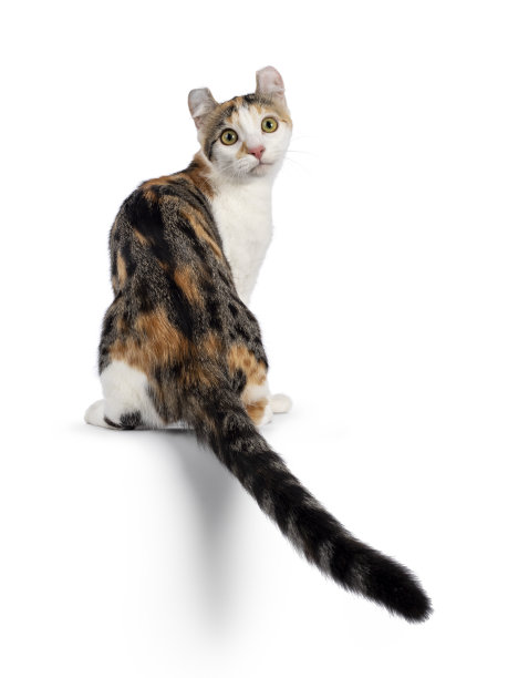 美国短毛卷曲猫白色图片下载