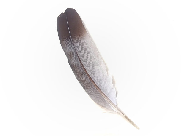 鸟的羽毛图片下载