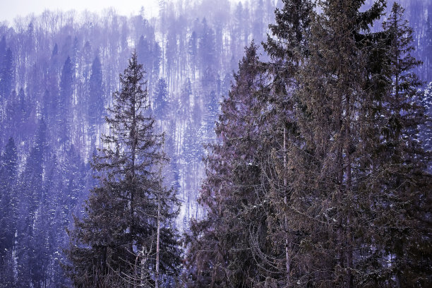 一张雪的针叶林的照片。这是下雪和针叶树。图片下载
