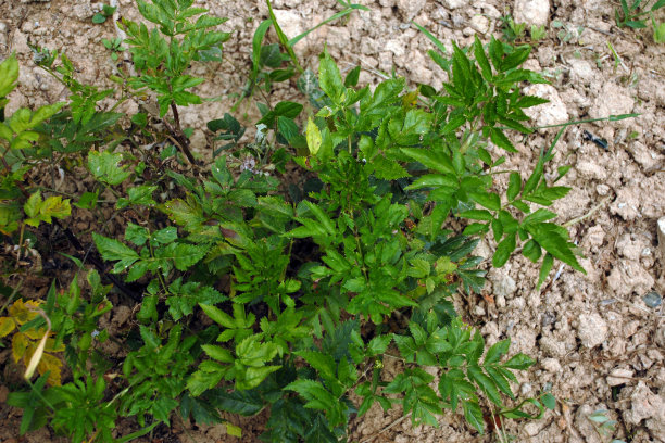 中草药川芎图片下载