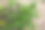 中草药川芎图片下载
