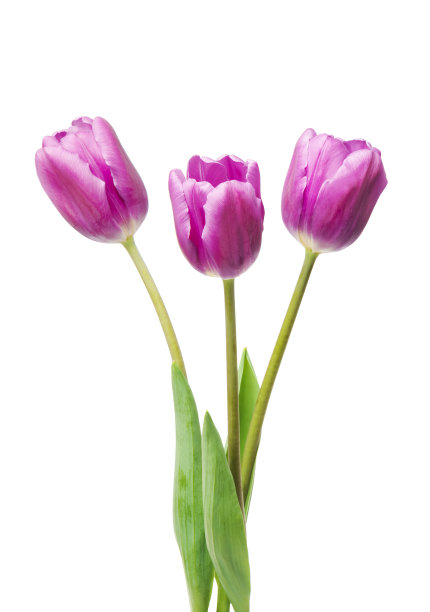 紫色郁金香孤立在白色背景上图片下载
