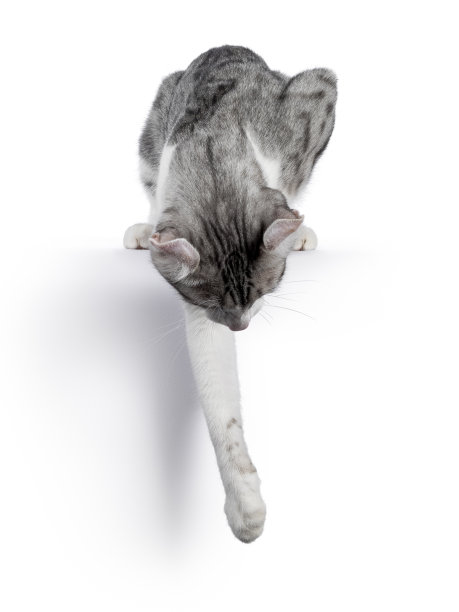 美国短毛卷曲猫白色图片下载