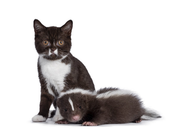 猫和臭鼬在白色的背景图片下载