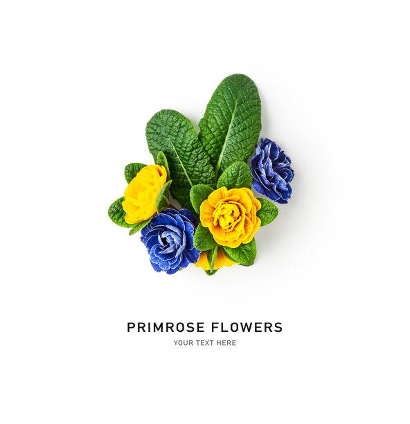 黄色和蓝色报春花的创作构图图片下载