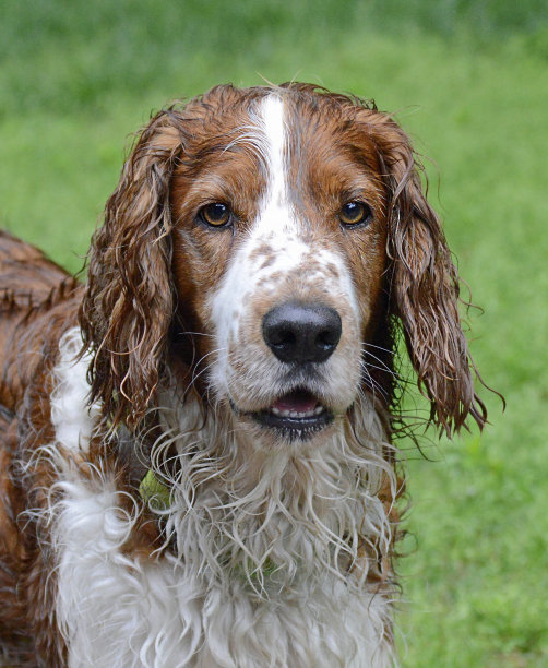 淋雨的威尔士施普林格西班牙猎犬图片下载