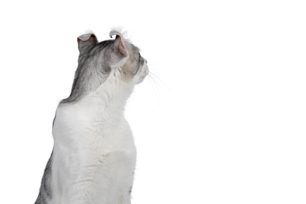 美国短毛卷曲猫白色图片下载