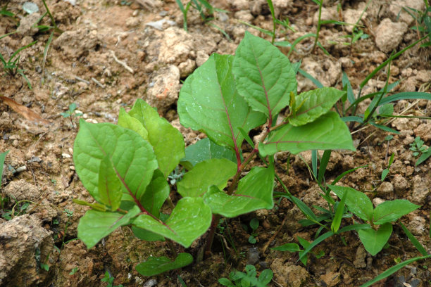 中草药南沙参图片下载