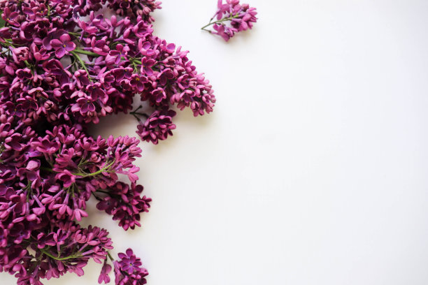 春天的背景。丁香枝的花架图片下载