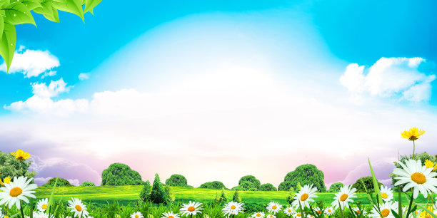 小菊花绿色植物背景图图片下载