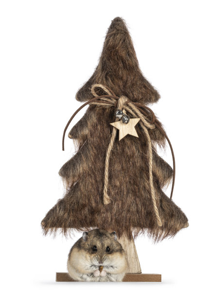 白色背景上的仓鼠图片下载