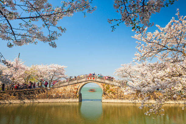 江苏省无锡太湖鼋头渚樱花图片下载