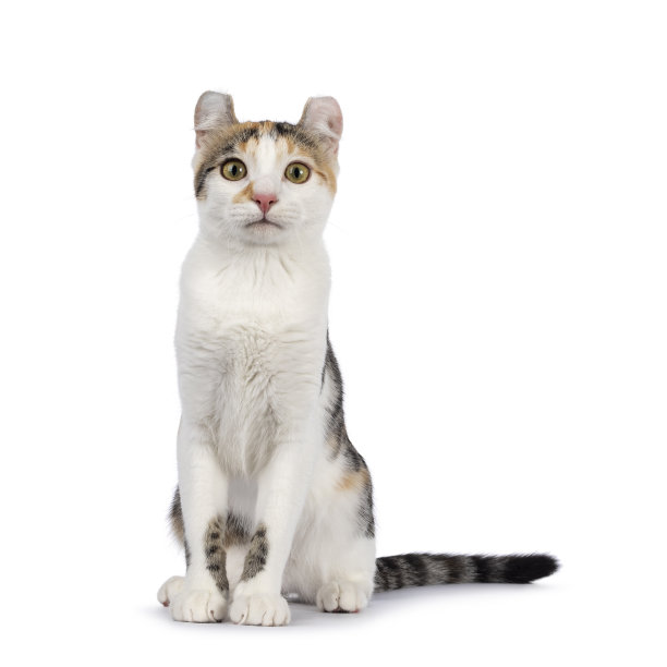 美国短毛卷曲猫白色图片下载
