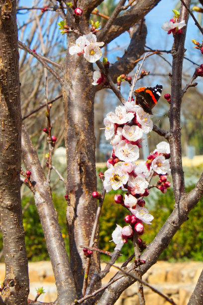 美丽的凡妮莎亚特兰大蝴蝶栖息在杏花在花园里图片下载