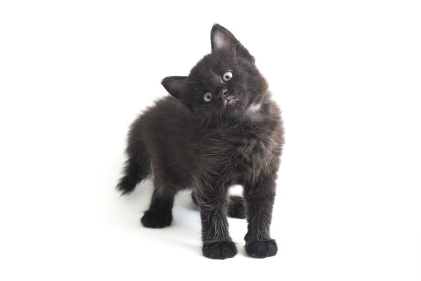 黑猫小猫在白色的背景图片下载