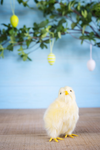 复活节的构图与黄色毛茸茸的雏鸡在蓝色的木头背景下与绿色的叶子的树枝图片下载