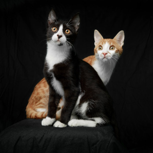 全长图像的两个好奇的猫黑色和棕色孤立在一个黑色的背景。图片下载