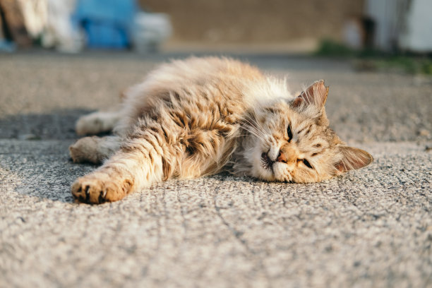 长头发的猫图片下载