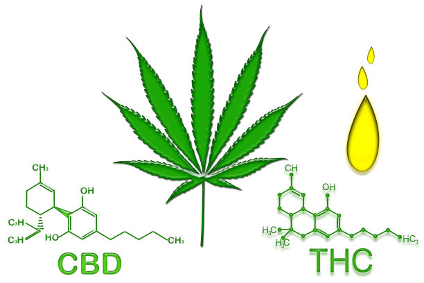 白色背景上的大麻，大麻叶子，图片下载