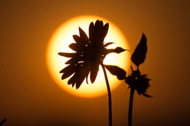 太阳下的向日葵图片下载