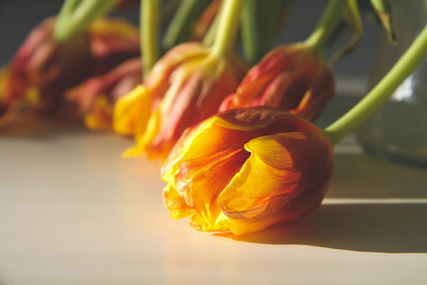 枯萎的花朵：阳光下的干郁金香和落花图片下载