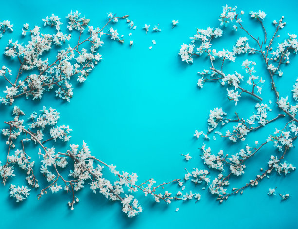 美丽的樱花框架上绿松石背景图片下载