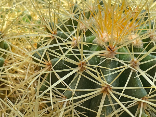 仙人掌植物在大自然中的特写镜头图片下载
