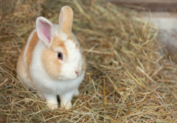 可爱的大白兔坐在天然的干草上。野兔。宠物。图片下载