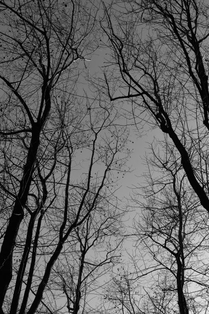 一个裸露的树枝剪影-黑白照片图片下载