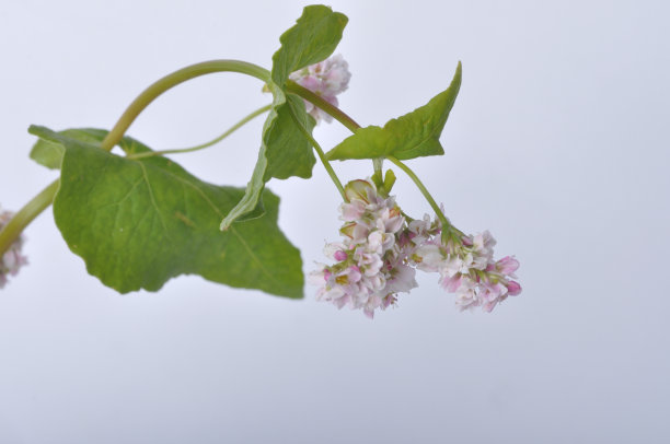 白色背景上的荞麦花图片下载