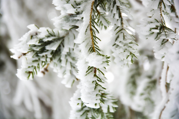 树冻冷冬天雪冰枝图片下载