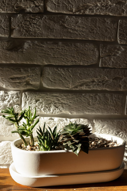 室内植物，各种花盆中的多肉植物。白砖墙上白色花盆里的多肉植物。图片下载