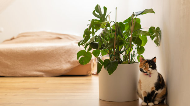 可爱的三色猫和怪兽坐在卧室的花盆旁。有植物的舒适的家。宠物和花盆里的花。图片下载