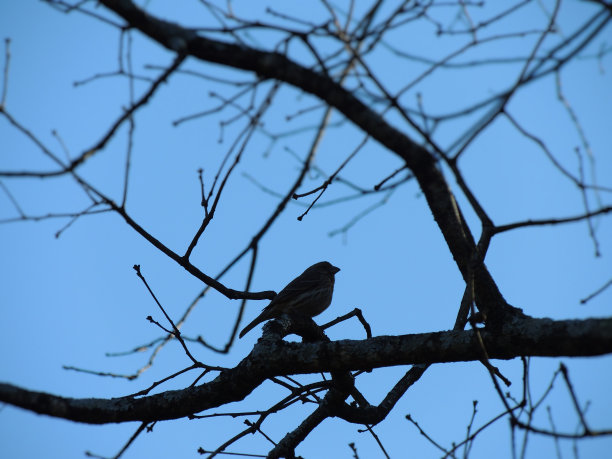 树枝上鸟的剪影图片下载