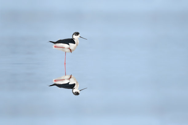 在蓝色，休息的黑翼高跷(Himantopus Himantopus)图片下载