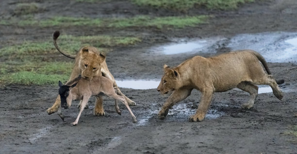 狮子追逐一只年轻的角马图片下载