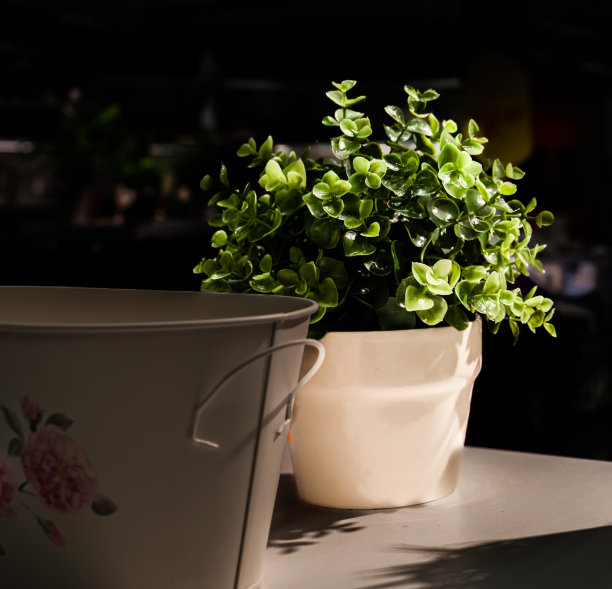 室内植物图片下载