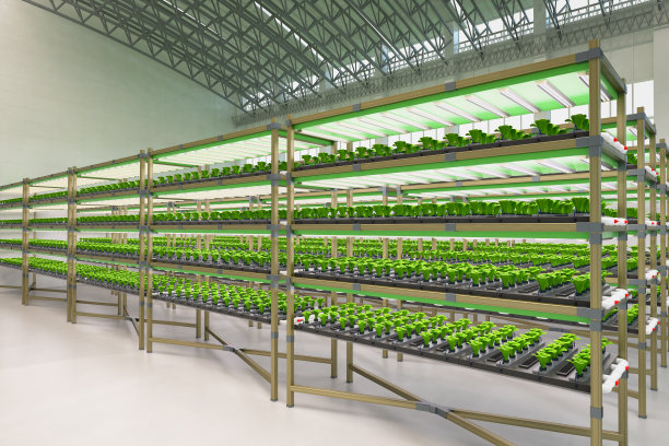 室内农场系统通过led灯在架子上种植植物图片下载