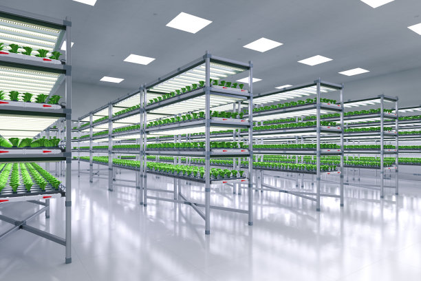 室内农场系统通过led灯在架子上种植植物图片下载