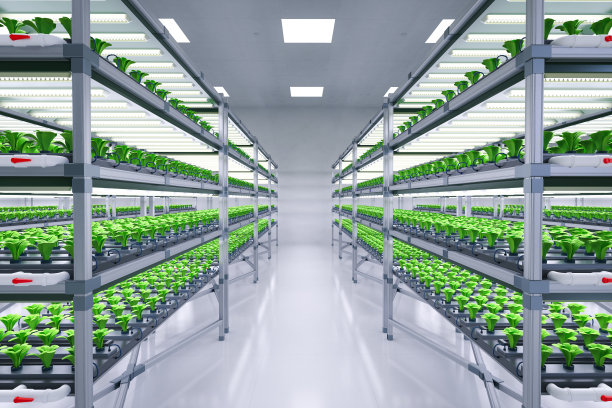 室内农场系统通过led灯在架子上种植植物图片下载