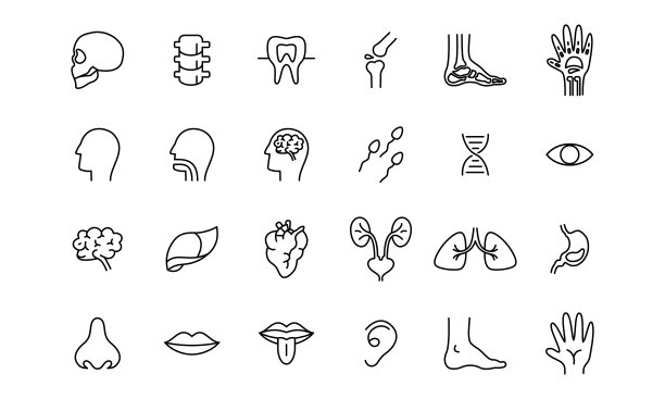 人体器官图标插图设计。简单的内脏相关矢量线图标图片下载