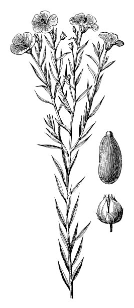 亚麻或亚麻仁(亚麻)-老式雕刻插图图片下载