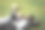 穿着考究的多种族青年商人躺在绿色的草地上，手里拿着智能手机图片下载
